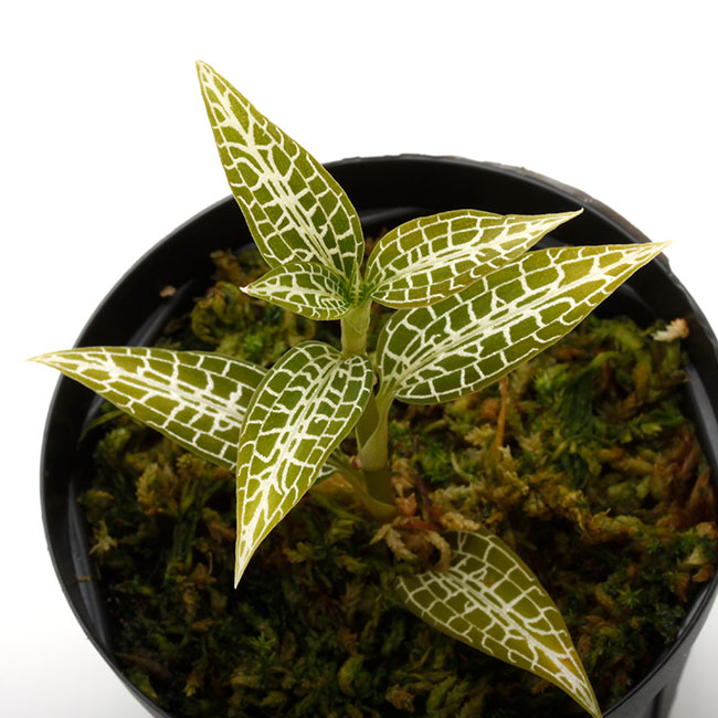 Goodyera hispida